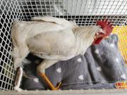 Fundtier Tier-ID 32848