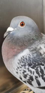 Fundtier Tier-ID 33033