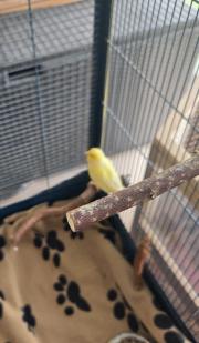 Fundtier Tier-ID 36413