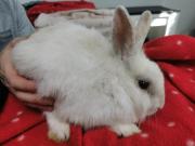 Fundtier Tier-ID 38074