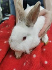 Fundtier Tier-ID 38070