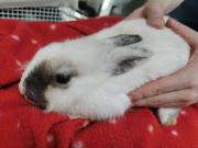 Fundtier Tier-ID 38073