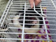 Fundtier Tier-ID 38714