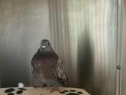 Fundtier Tier-ID 25033