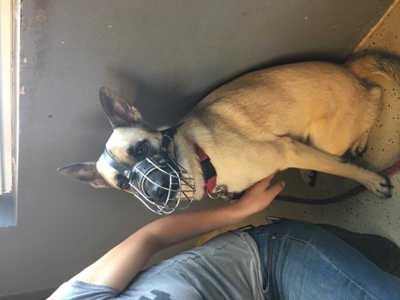 Schäferhund-Mischling