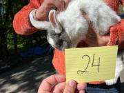 Fundtier Tier-ID 21810