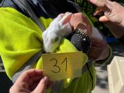 Fundtier Tier-ID 21818