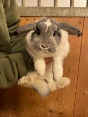 Fundtier Tier-ID 27387