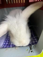 Fundtier Tier-ID 27235