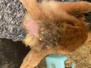 Fundtier Tier-ID 24685