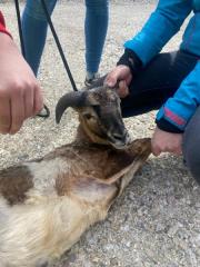 Fundtier Tier-ID 28112