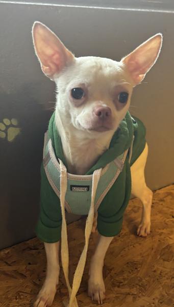 Chihuahua