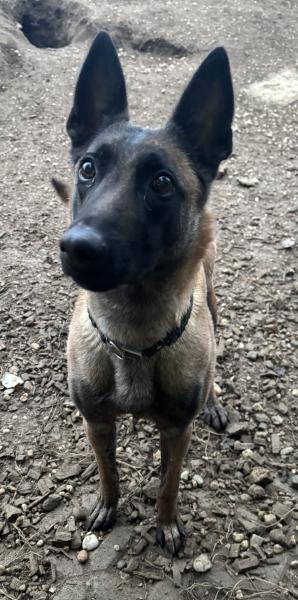 Schäferhund