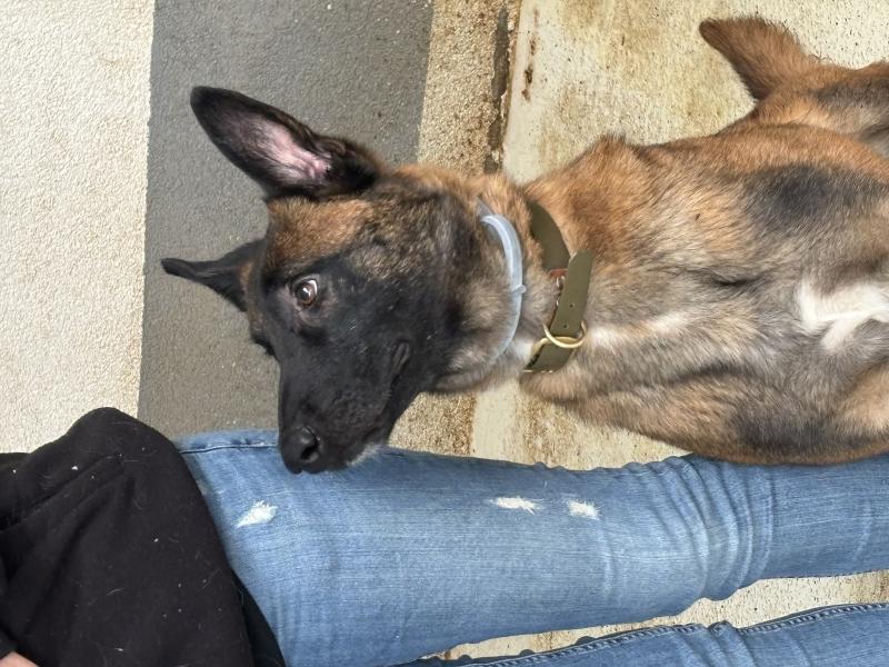 Schäferhund