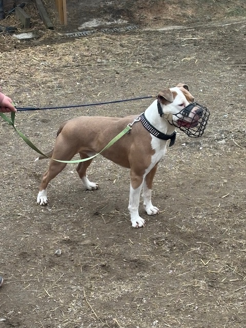 Pit Bull