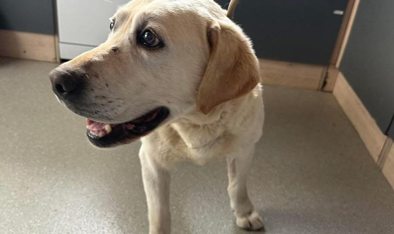 Labrador Retriever