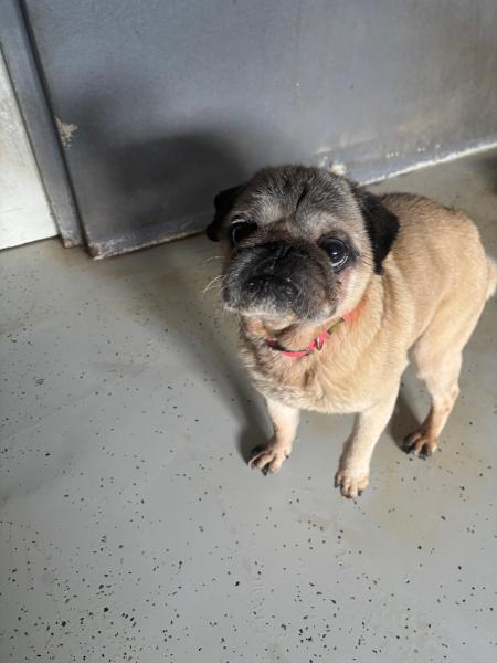 Mops