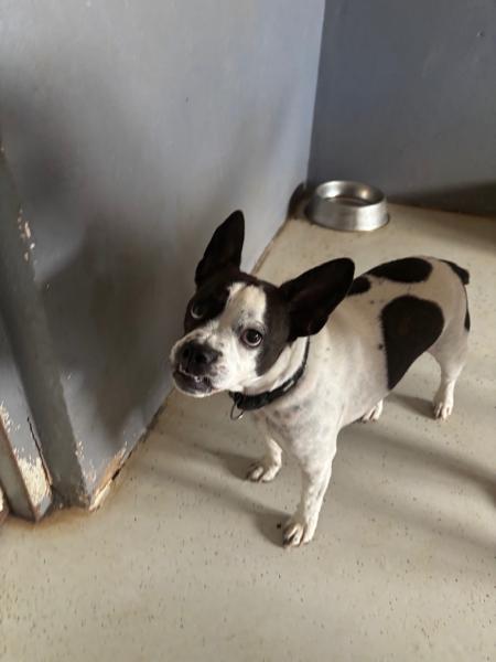 Jack Russell Terrier-Mischling