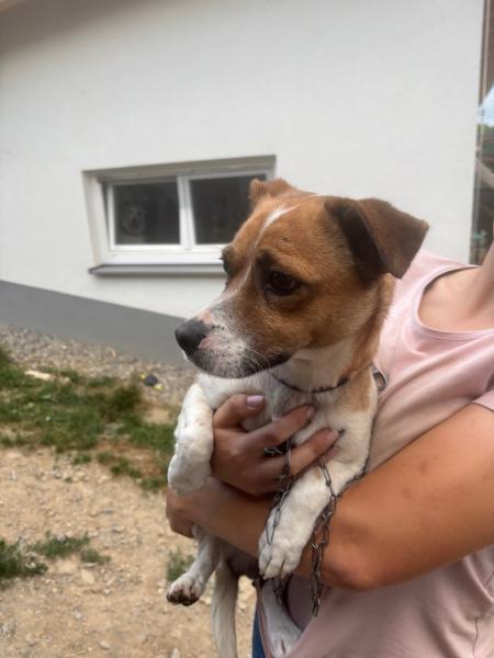 Beagle-Mischling
