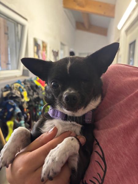 Chihuahua