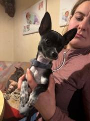 Fundtier Tier-ID 38847