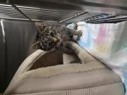 Fundtier Tier-ID 39062