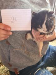 Fundtier Tier-ID 21947