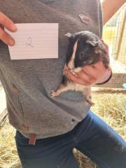 Fundtier Tier-ID 21724