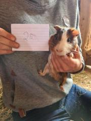 Fundtier Tier-ID 21948