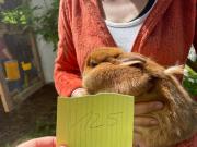 Fundtier Tier-ID 21815