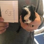 Fundtier Tier-ID 22012