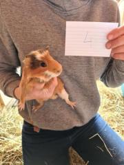 Fundtier Tier-ID 21875