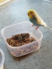 Fundtier Tier-ID 31890