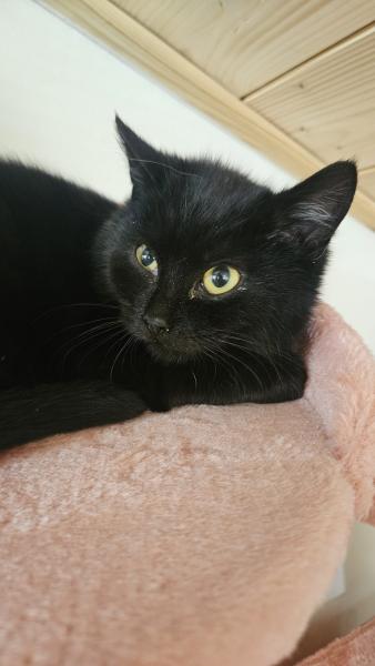 Europäische Hauskatze