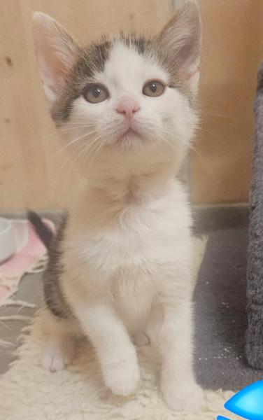 Europäische Hauskatze