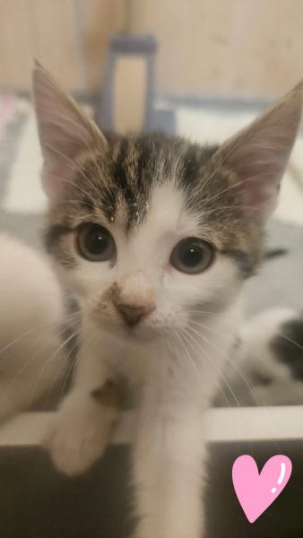 Europäische Hauskatze