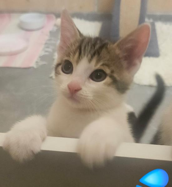 Europäische Hauskatze