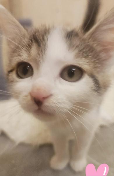 Europäische Hauskatze