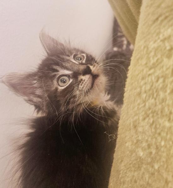 Europäische Hauskatze