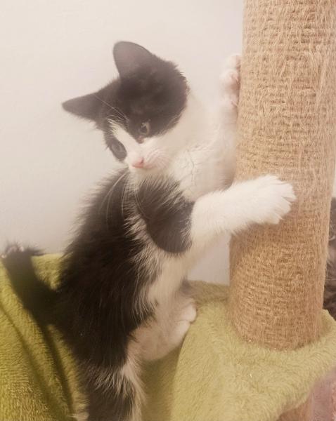 Europäische Hauskatze