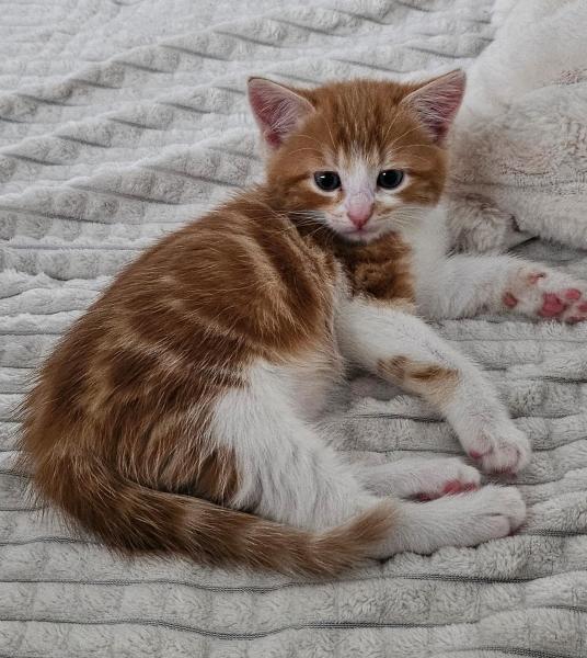 Europäische Hauskatze