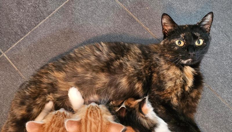 Europäische Hauskatze