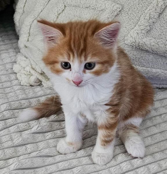 Europäische Hauskatze