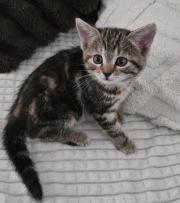 Fundtier Tier-ID 36864