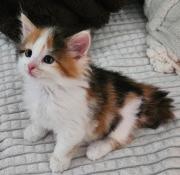 Fundtier Tier-ID 36863