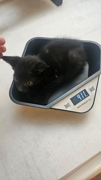 Europäische Hauskatze