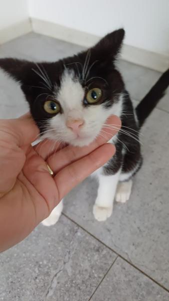 Europäische Hauskatze