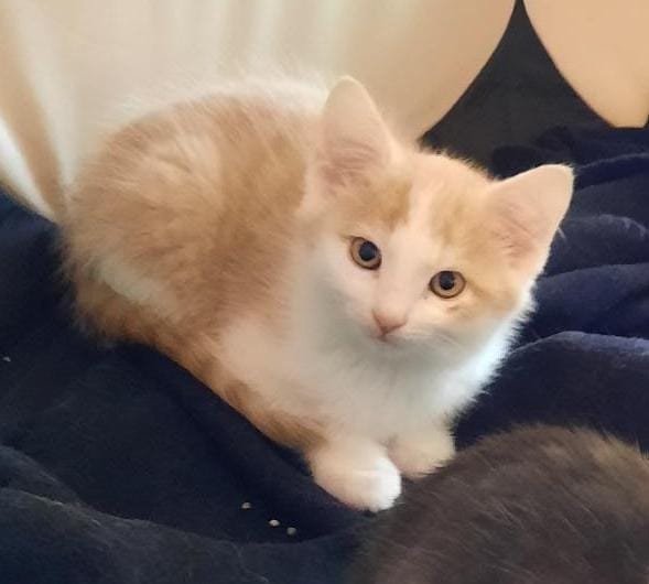 Europäische Hauskatze