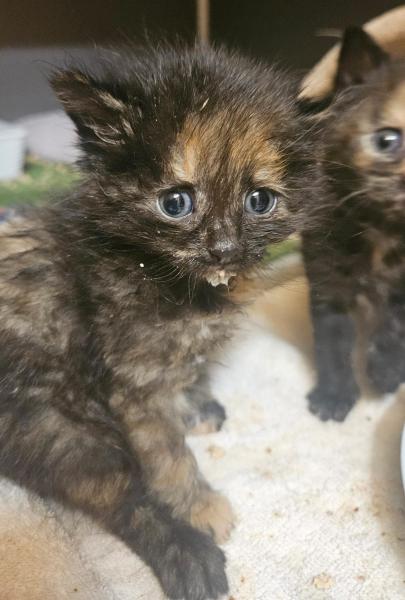 Europäische Hauskatze