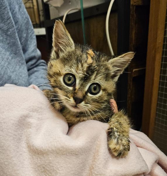 Europäische Hauskatze